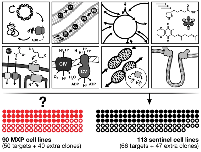 Defining mitochondrial protein functions through deep multiomic profiling