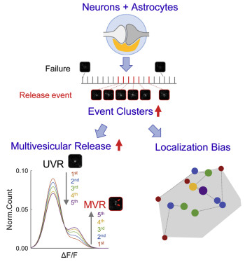 New Publication from Klyachko Lab