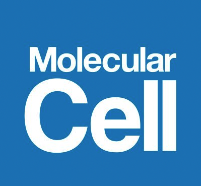 Article from You Lab accepted for publication in Molecular Cell